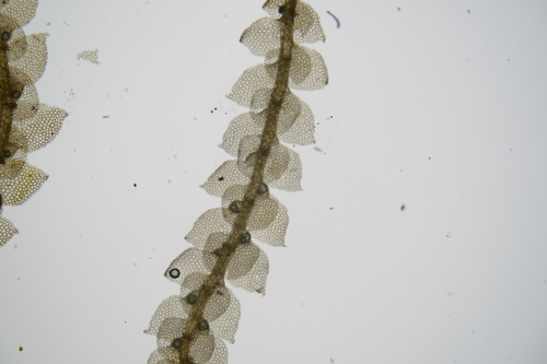 Lejeunea cerina