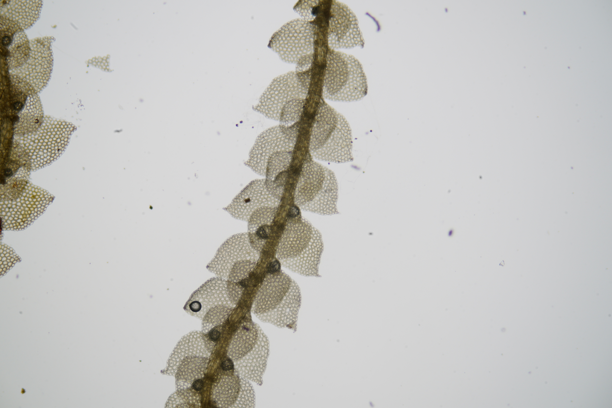 Lejeunea cerina
