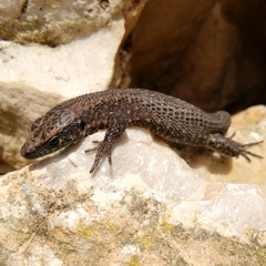 Algyroides nigropunctatus