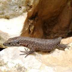 Algyroides nigropunctatus