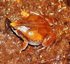 Hypopachus variolosus