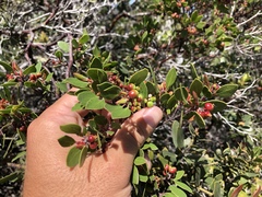 Arctostaphylos hookeri hookeri
