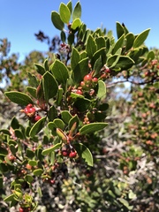 Arctostaphylos hookeri hookeri