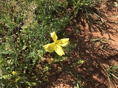 Oenothera triloba