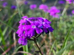 Glandularia canadensis