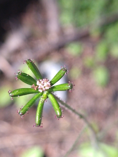 Image of Adenocaulon chilense by (c) Pablo, some rights reserved (CC BY)