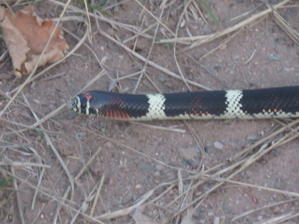Ringed Hognose Snake