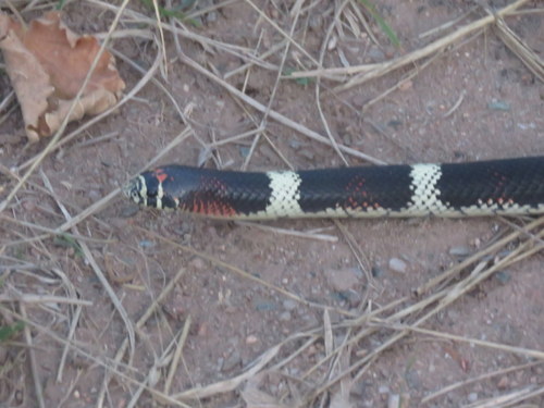 Xenodon semicinctus
