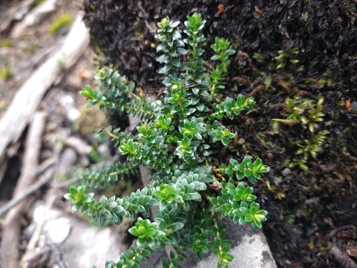 Image of Gaultheria pumila by (c) Pablo, some rights reserved (CC BY)