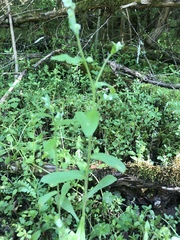 Myosotis macrosperma