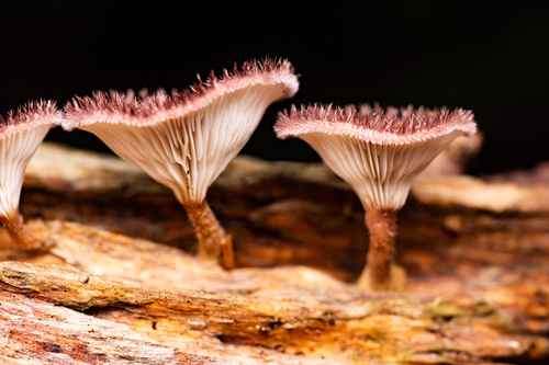 Panus strigellus