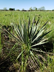 Yucca necopina