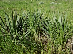 Yucca necopina