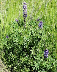 Lupinus formosus