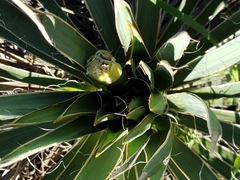Yucca necopina