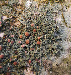 Bacidia rubella