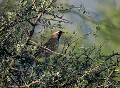 Saltatricula multicolor