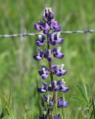 Lupinus formosus
