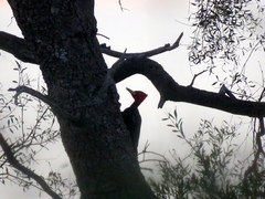 Campephilus leucopogon