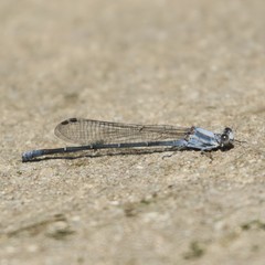 Argia moesta