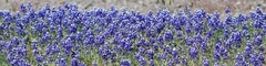 Lupinus formosus