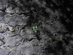 Naupactus sulphurifer