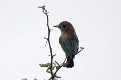 Knipolegus striaticeps