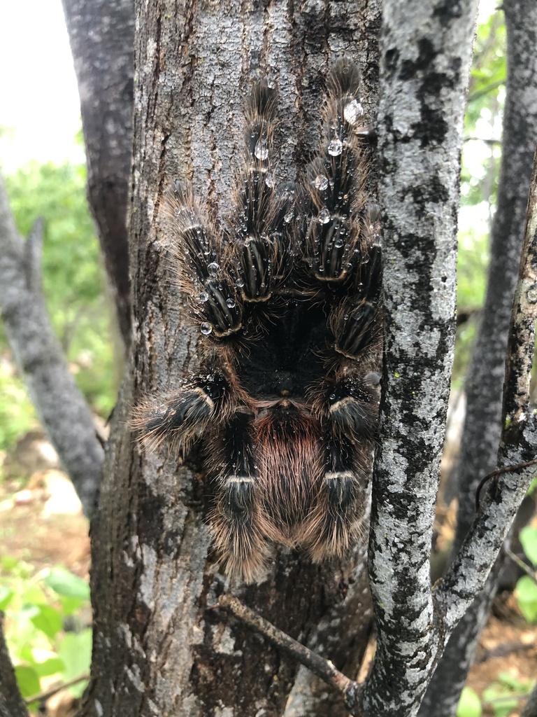 Salmon Pink Birdeater