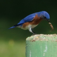 Sialia sialis