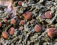 Bacidia rubella