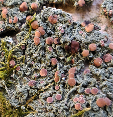 Bacidia rubella