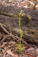 Pterostylis barbata