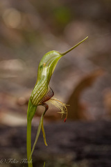 Pterostylis barbata