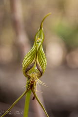 Pterostylis barbata