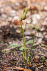 Pterostylis barbata