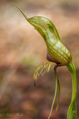 Pterostylis barbata