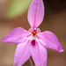 Little Pink Fairy Orchid - Photo (c) Felix Fleck, some rights reserved (CC BY-NC), uploaded by Felix Fleck