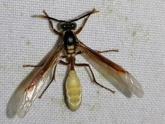 Apoica pallens image