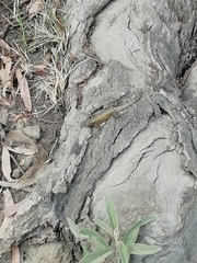 Sceloporus grammicus