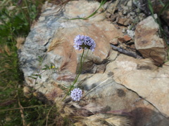 Gilia capitata