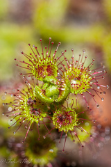 Drosera stolonifera