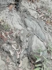Sceloporus grammicus
