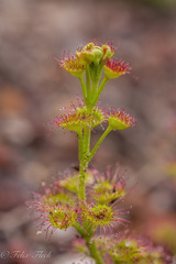 Drosera stolonifera