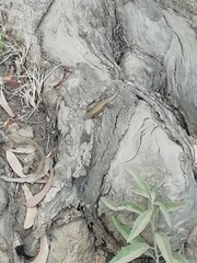 Sceloporus grammicus