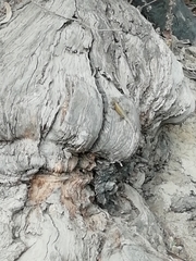 Sceloporus grammicus