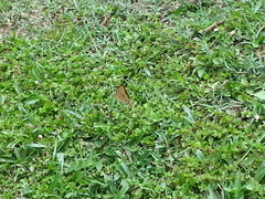 Junonia almana javana