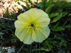 Oenothera triloba