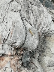 Sceloporus grammicus