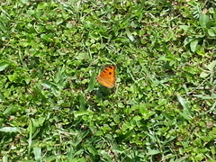 Junonia almana javana