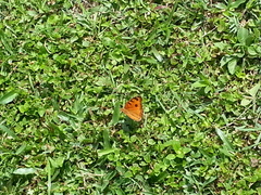 Junonia almana javana